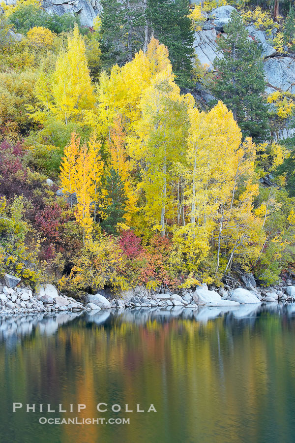Aspen trees display Eastern Sierra fall colors, Lake Sabrina, Bishop Creek Canyon., Populus tremuloides, natural history stock photograph, photo id 17590