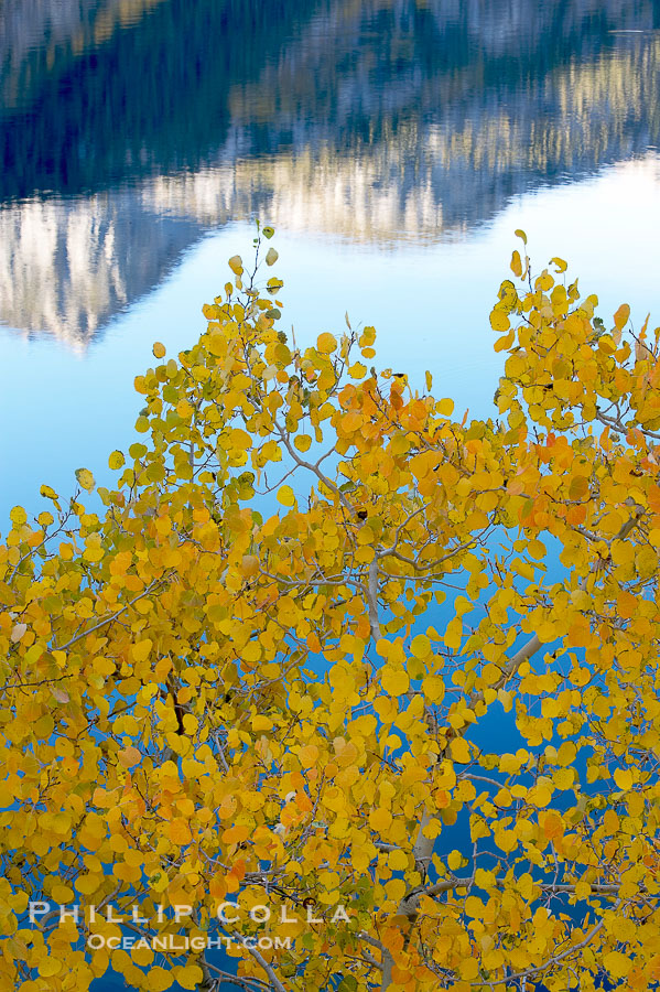Aspen trees display Eastern Sierra fall colors, Lake Sabrina, Bishop Creek Canyon., Populus tremuloides, natural history stock photograph, photo id 17544