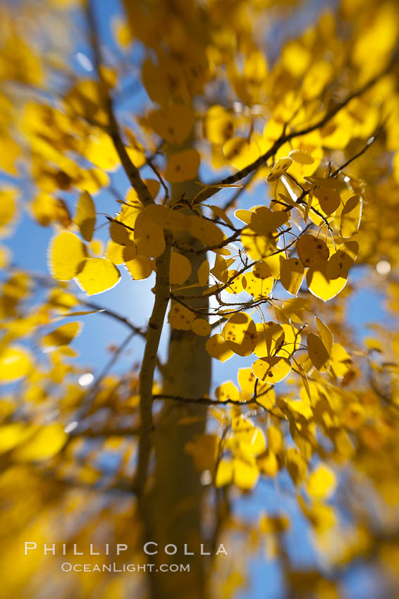 Quaking aspens turn yellow and orange as Autumn comes to the Eastern Sierra mountains, Bishop Creek Canyon. Bishop Creek Canyon, Sierra Nevada Mountains, California, USA, Populus tremuloides, natural history stock photograph, photo id 17507