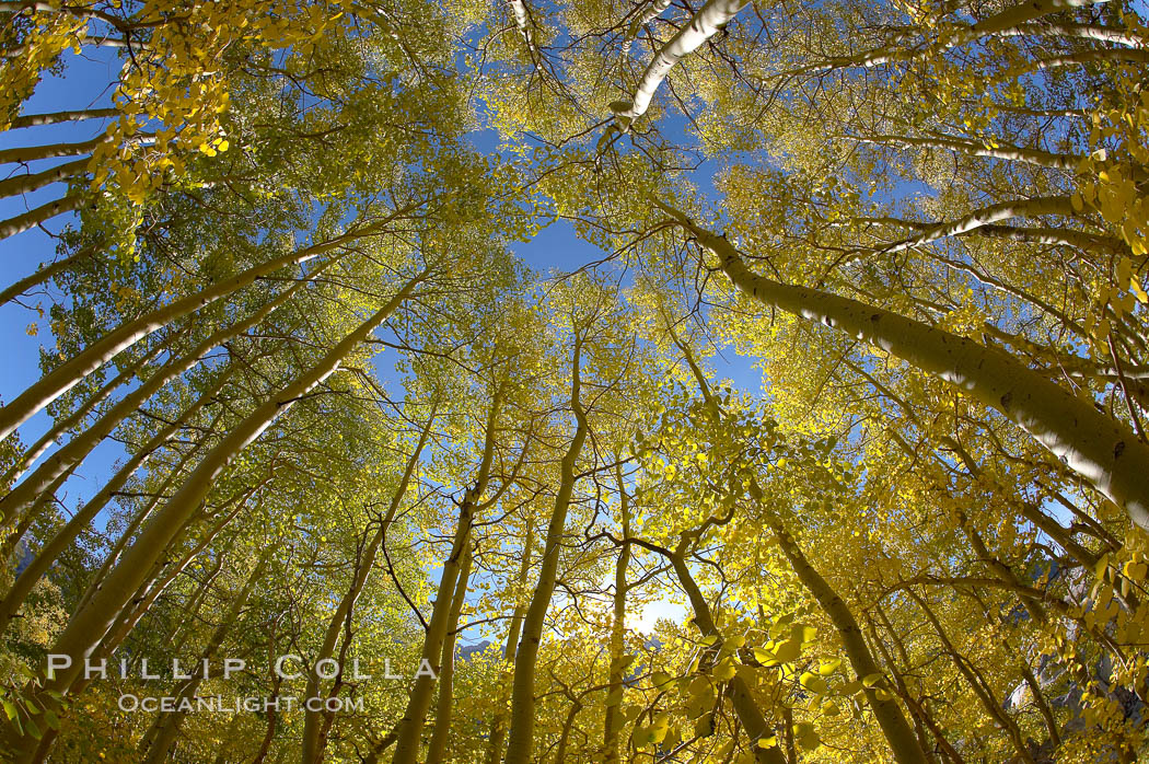 Aspen trees display Eastern Sierra fall colors, Lake Sabrina, Bishop Creek Canyon. Bishop Creek Canyon, Sierra Nevada Mountains, California, USA, Populus tremuloides, natural history stock photograph, photo id 17547