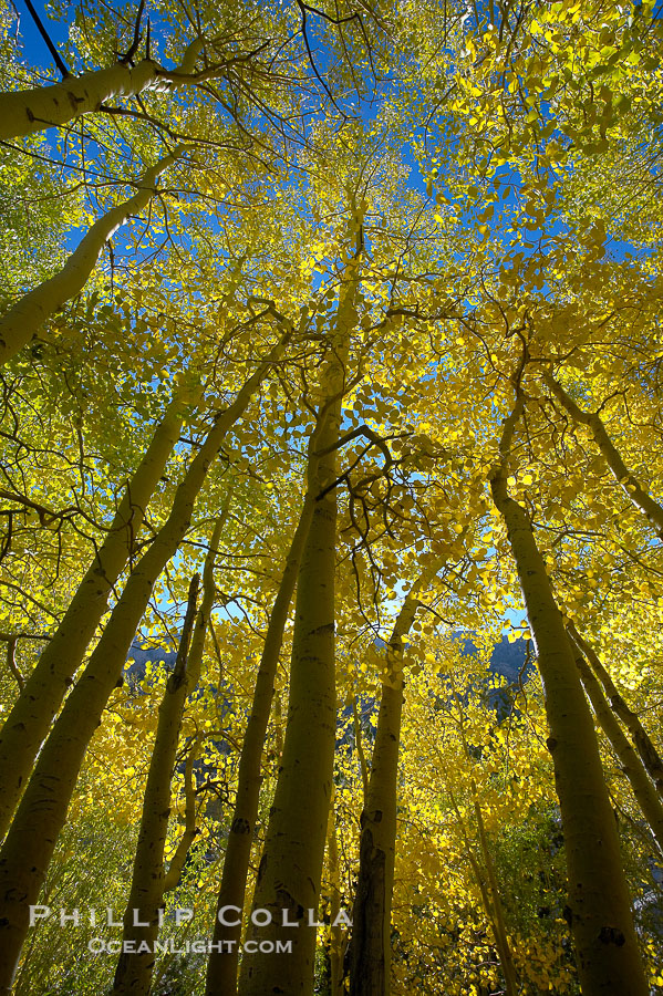 Aspen trees display Eastern Sierra fall colors, Lake Sabrina, Bishop Creek Canyon., Populus tremuloides, natural history stock photograph, photo id 17591