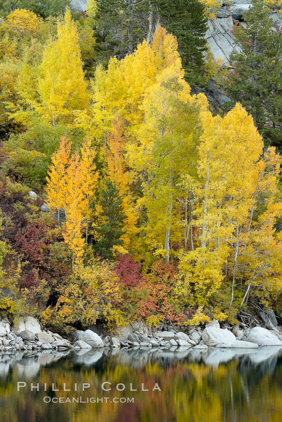 Aspen trees display Eastern Sierra fall colors, Lake Sabrina, Bishop Creek Canyon, Populus tremuloides, Bishop Creek Canyon, Sierra Nevada Mountains