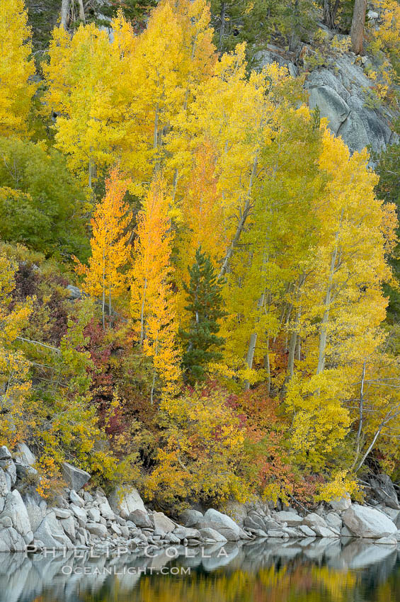 Aspen trees display Eastern Sierra fall colors, Lake Sabrina, Bishop Creek Canyon. Bishop Creek Canyon, Sierra Nevada Mountains, California, USA, Populus tremuloides, natural history stock photograph, photo id 17509