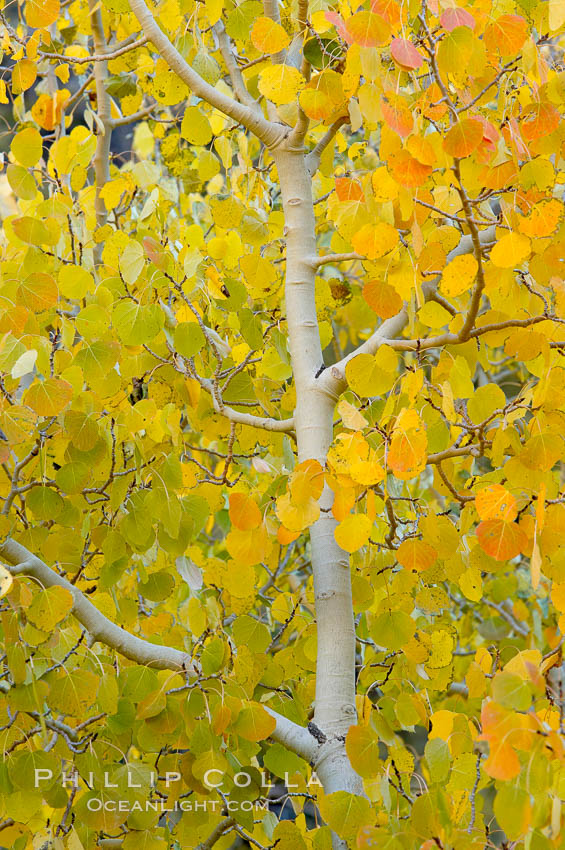 Aspen trees display Eastern Sierra fall colors, Lake Sabrina, Bishop Creek Canyon. Bishop Creek Canyon, Sierra Nevada Mountains, California, USA, Populus tremuloides, natural history stock photograph, photo id 17545