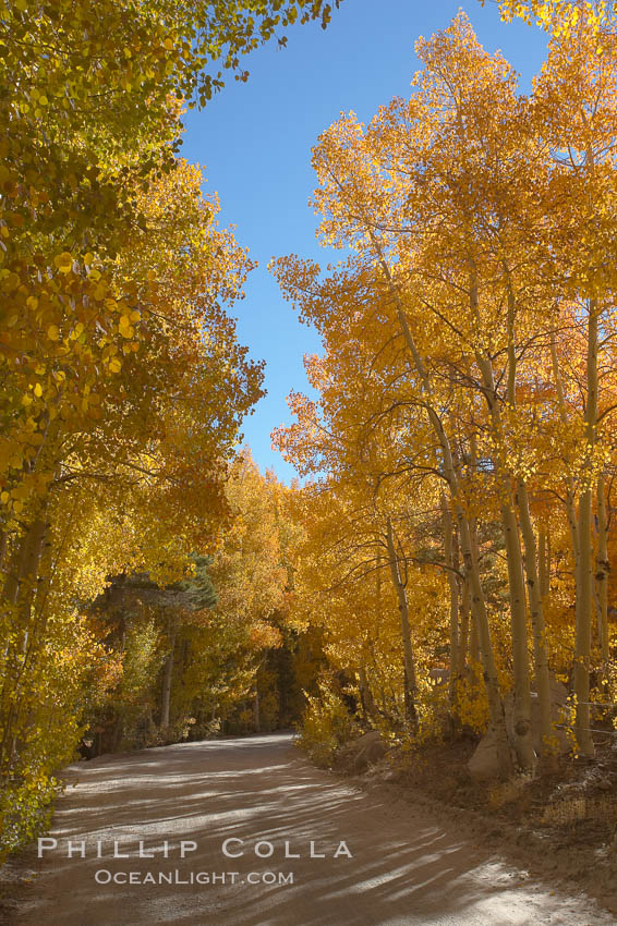 Aspen trees displaying fall colors rise alongside a High Sierra road near North Lake, Bishop Creek Canyon. Bishop Creek Canyon, Sierra Nevada Mountains, California, USA, Populus tremuloides, natural history stock photograph, photo id 17562