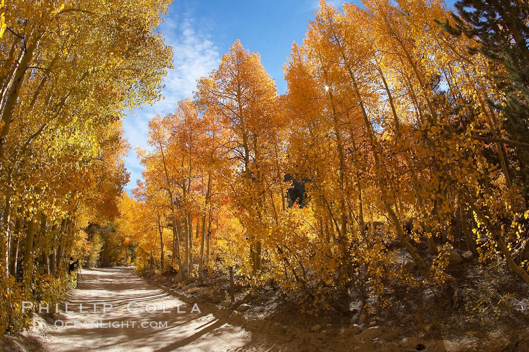 Aspen trees displaying fall colors rise alongside a High Sierra road near North Lake, Bishop Creek Canyon. Bishop Creek Canyon, Sierra Nevada Mountains, California, USA, Populus tremuloides, natural history stock photograph, photo id 17598