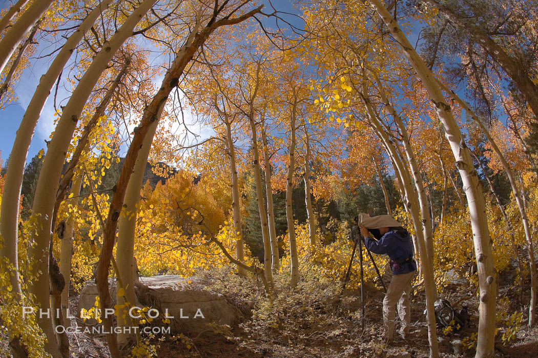 A photographer is surrounded by changing aspen trees, turning fall colors, near North Lake in the Eastern Sierra, Bishop Creek Canyon, Populus tremuloides, Bishop Creek Canyon, Sierra Nevada Mountains