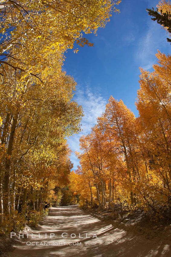 Aspen trees displaying fall colors rise alongside a High Sierra road near North Lake, Bishop Creek Canyon. Bishop Creek Canyon, Sierra Nevada Mountains, California, USA, Populus tremuloides, natural history stock photograph, photo id 17588