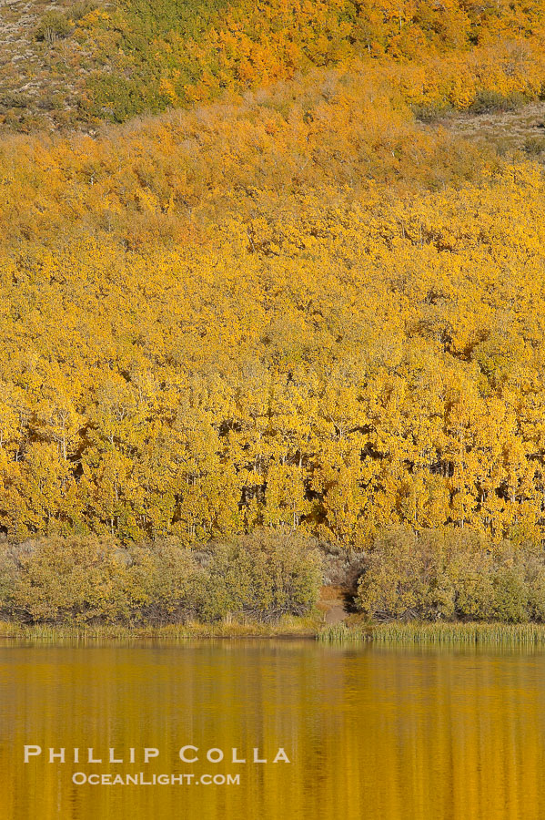 Aspens changing into fall colors, yellow and orange, are reflected in North Lake in October, Bishop Creek Canyon, Eastern Sierra., Populus tremuloides, natural history stock photograph, photo id 17539