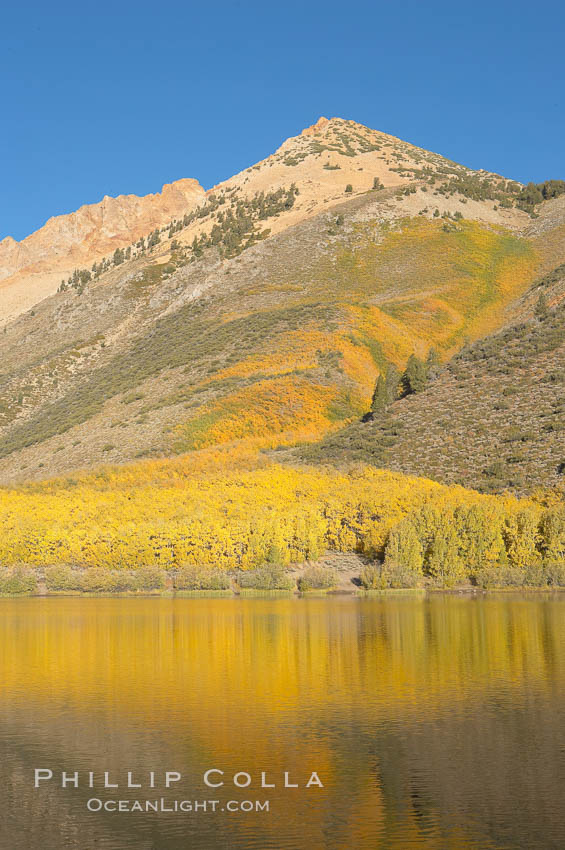 Aspens changing into fall colors, yellow and orange, are reflected in North Lake in October, Bishop Creek Canyon, Eastern Sierra. Bishop Creek Canyon, Sierra Nevada Mountains, California, USA, Populus tremuloides, natural history stock photograph, photo id 17579