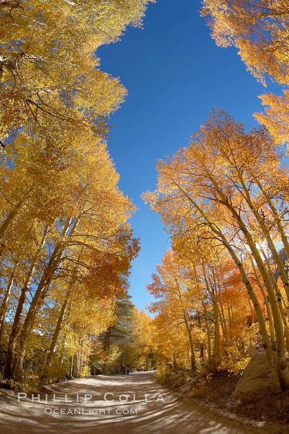 Aspen trees displaying fall colors rise above a High Sierra road near North Lake, Bishop Creek Canyon, Populus tremuloides, Bishop Creek Canyon, Sierra Nevada Mountains