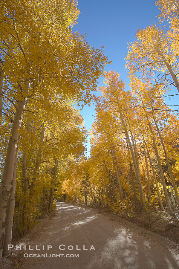 Aspen trees displaying fall colors rise alongside a High Sierra road near North Lake, Bishop Creek Canyon., Populus tremuloides, natural history stock photograph, photo id 17581