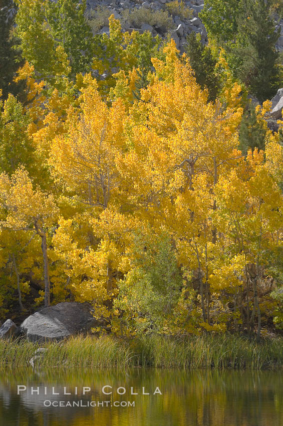 Aspen trees reflected in Cardinal Pond, Aspendel, Bishop Creek Canyon, Populus tremuloides, Bishop Creek Canyon, Sierra Nevada Mountains