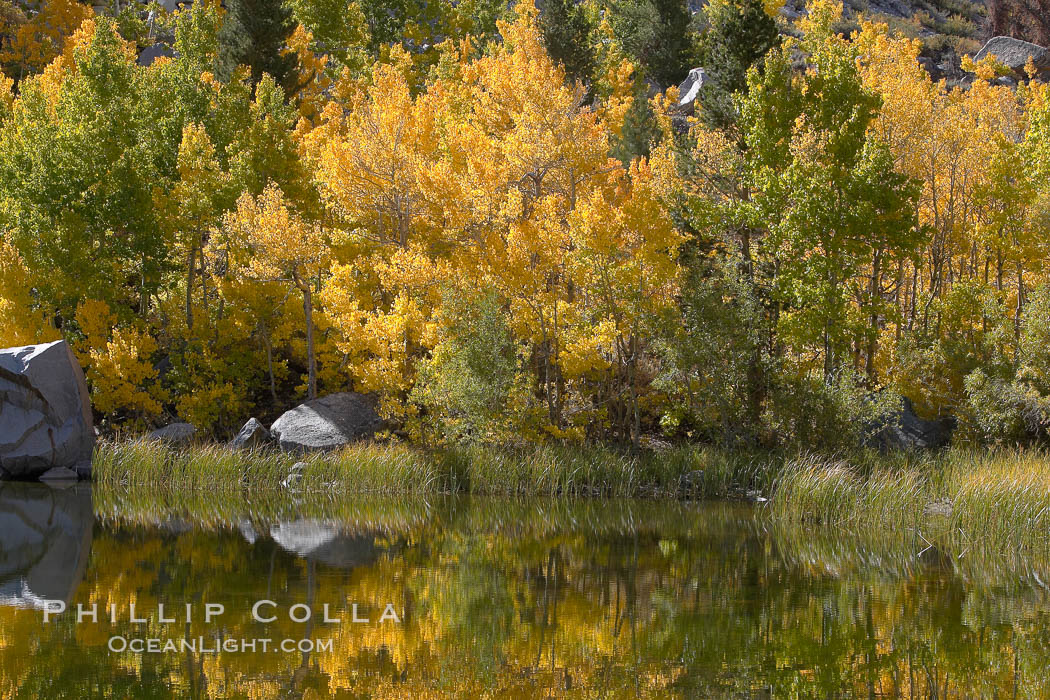 Aspen trees reflected in Cardinal Pond, Aspendel, Bishop Creek Canyon. Bishop Creek Canyon, Sierra Nevada Mountains, California, USA, Populus tremuloides, natural history stock photograph, photo id 17584