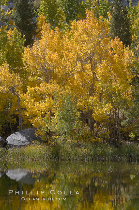 Aspen trees reflected in Cardinal Pond, Aspendel, Bishop Creek Canyon. Bishop Creek Canyon, Sierra Nevada Mountains, California, USA, Populus tremuloides, natural history stock photograph, photo id 17559