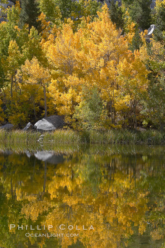 Aspen trees reflected in Cardinal Pond, Aspendel, Bishop Creek Canyon. Bishop Creek Canyon, Sierra Nevada Mountains, California, USA, Populus tremuloides, natural history stock photograph, photo id 17565