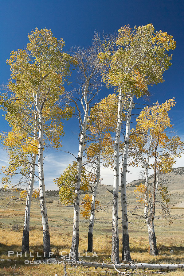 Aspens turning yellow in fall., natural history stock photograph, photo id 19589