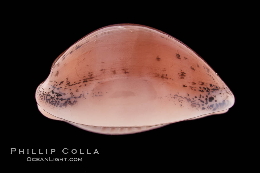 Atlantic Gray Cowrie, Ashen Cowrie., Cypraea cinerea, natural history stock photograph, photo id 08619