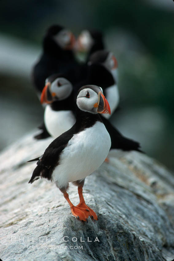 Atlantic puffin, mating coloration. Machias Seal Island, Maine, USA, Fratercula arctica, natural history stock photograph, photo id 03145