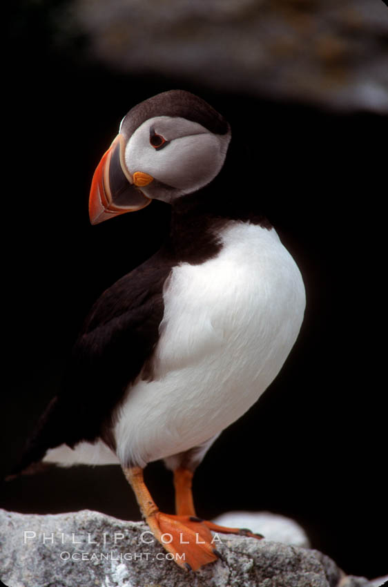 Atlantic puffin, mating coloration. Machias Seal Island, Maine, USA, Fratercula arctica, natural history stock photograph, photo id 03118