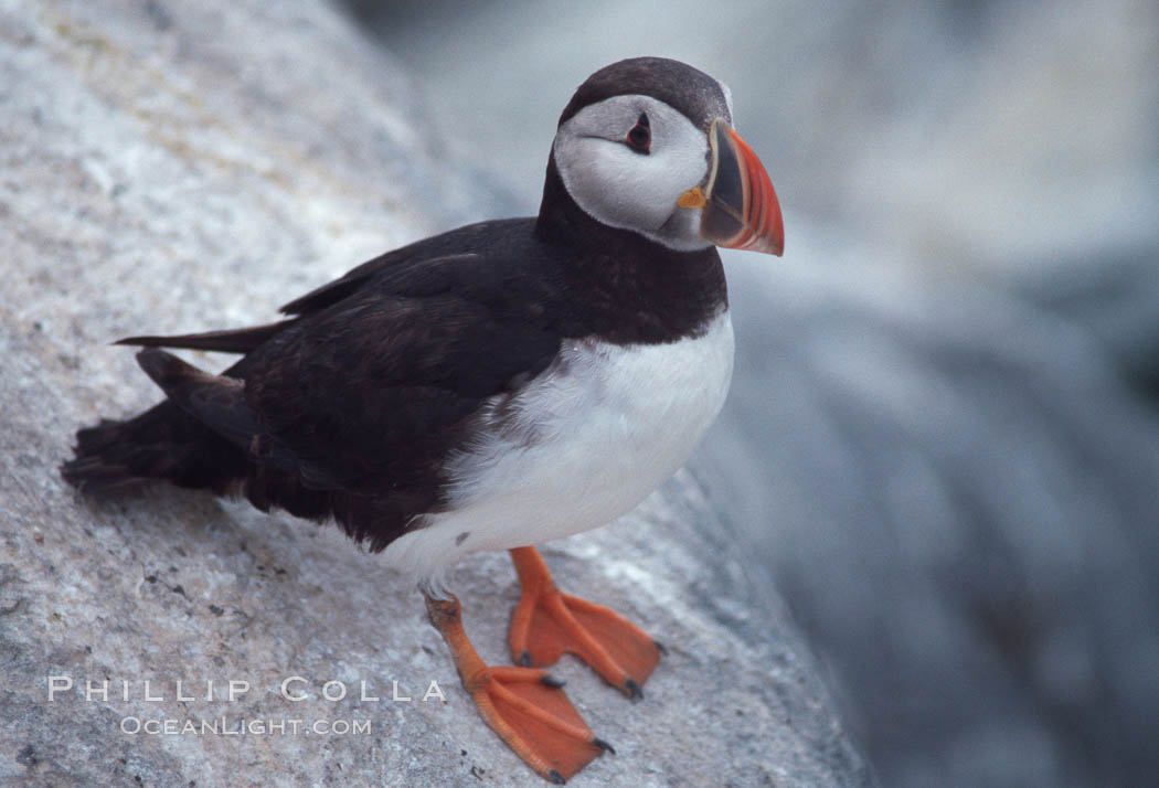 Atlantic puffin, mating coloration, Fratercula arctica, Machias Seal Island