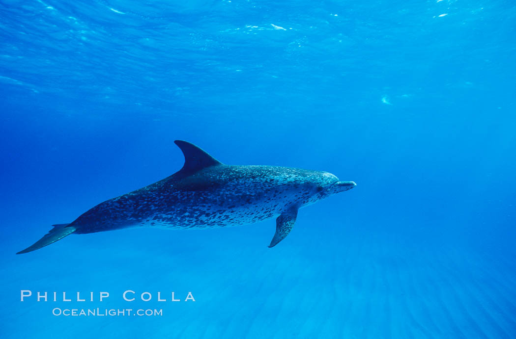 Atlantic spotted dolphin. Bahamas, Stenella frontalis, natural history stock photograph, photo id 04886