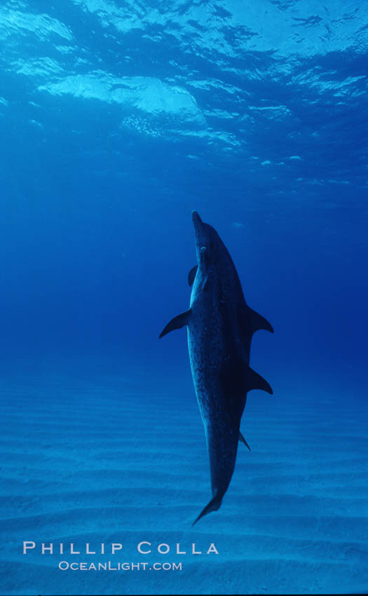 Atlantic spotted dolphin. Bahamas, Stenella frontalis, natural history stock photograph, photo id 04890