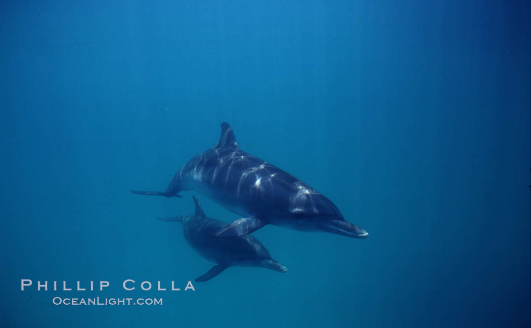 Atlantic spotted dolphin. Bahamas, Stenella frontalis, natural history stock photograph, photo id 04894