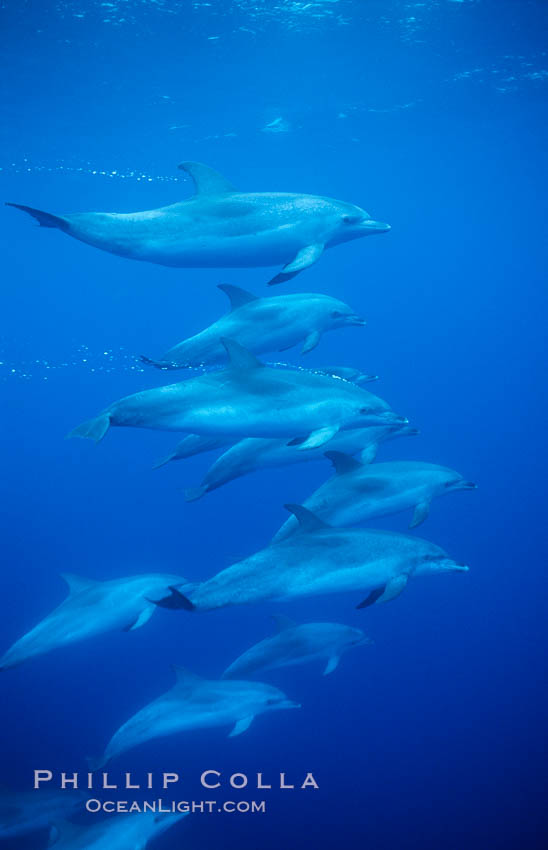 Atlantic spotted dolphin. Sao Miguel Island, Azores, Portugal, Stenella frontalis, natural history stock photograph, photo id 02088