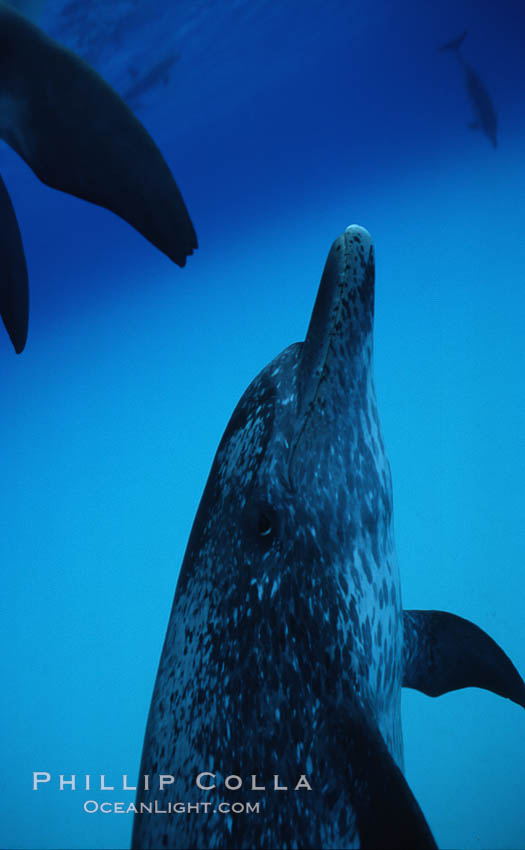 Atlantic spotted dolphin. Bahamas, Stenella frontalis, natural history stock photograph, photo id 04892