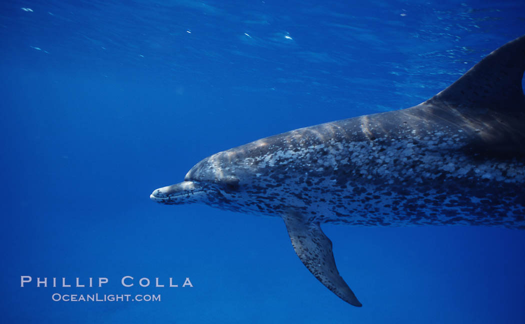 Atlantic spotted dolphin. Bahamas, Stenella frontalis, natural history stock photograph, photo id 04900