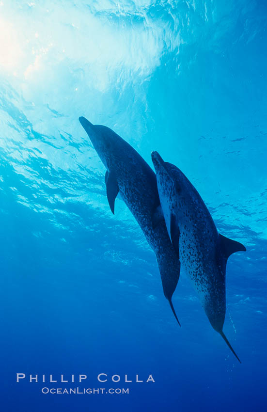 Atlantic spotted dolphin. Bahamas, Stenella frontalis, natural history stock photograph, photo id 04883
