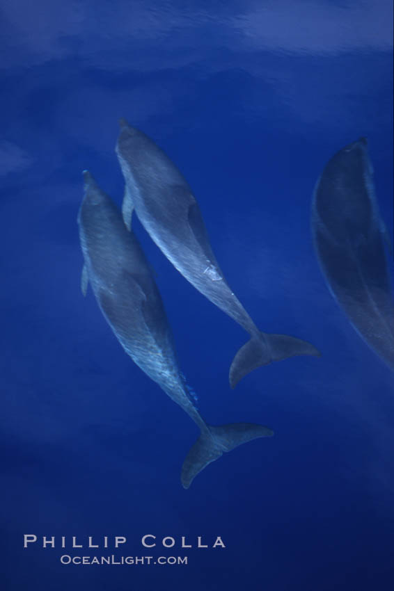 Atlantic spotted dolphin. Sao Miguel Island, Azores, Portugal, Stenella frontalis, natural history stock photograph, photo id 04975