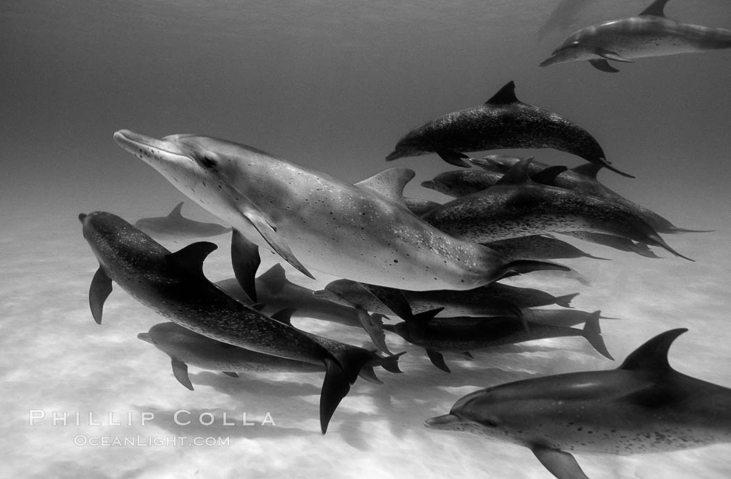 Atlantic spotted dolphin. Bahamas, Stenella frontalis, natural history stock photograph, photo id 06126