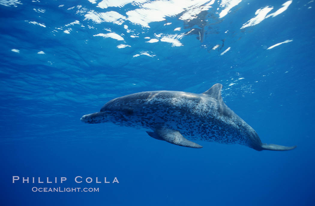 Atlantic spotted dolphin. Bahamas, Stenella frontalis, natural history stock photograph, photo id 06230
