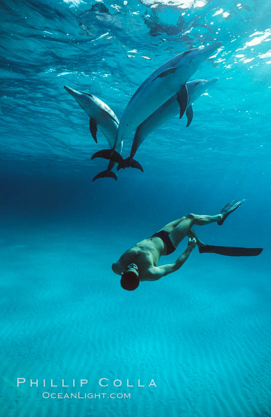 Olympian champion swimmer Matt Biondi swims with wild atlantic spotted dolphins. Bahamas, Stenella frontalis, natural history stock photograph, photo id 19898