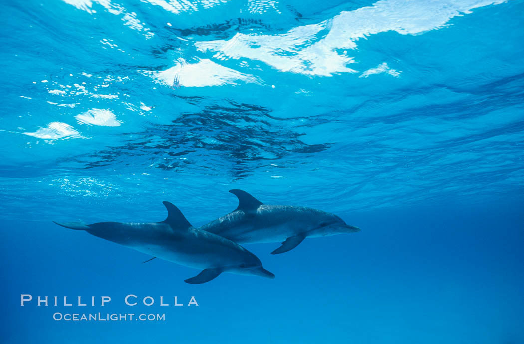 Atlantic spotted dolphin. Bahamas, Stenella frontalis, natural history stock photograph, photo id 19902
