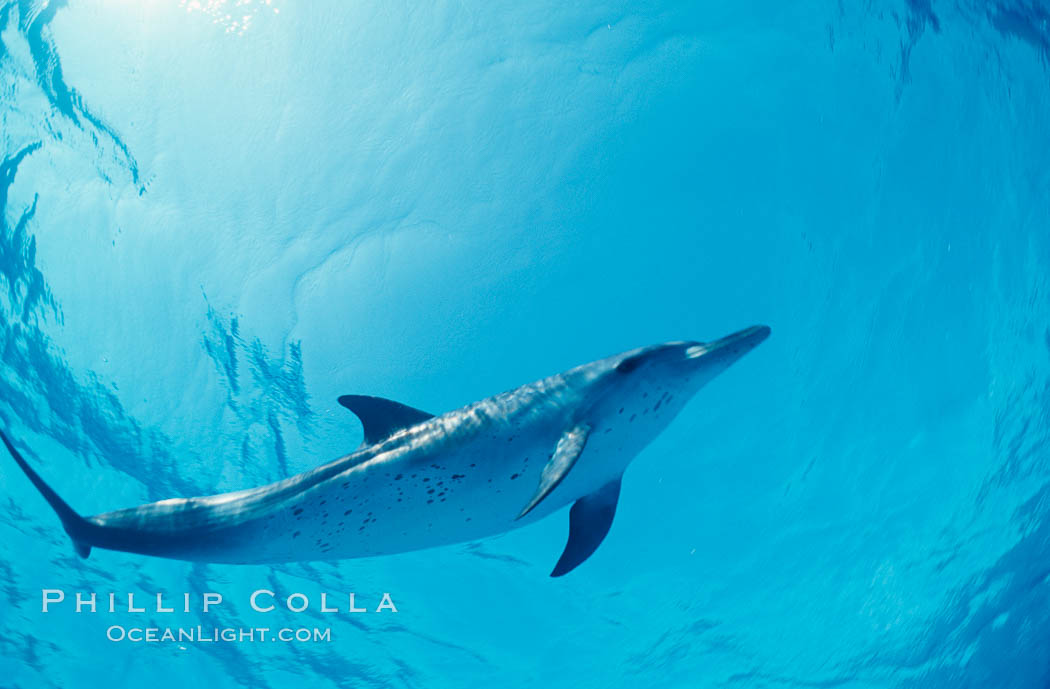 Atlantic spotted dolphin. Bahamas, Stenella frontalis, natural history stock photograph, photo id 06231