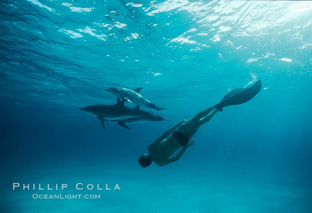 Olympian champion swimmer Matt Biondi swims with wild atlantic spotted dolphins. Bahamas, Stenella frontalis, natural history stock photograph, photo id 19899