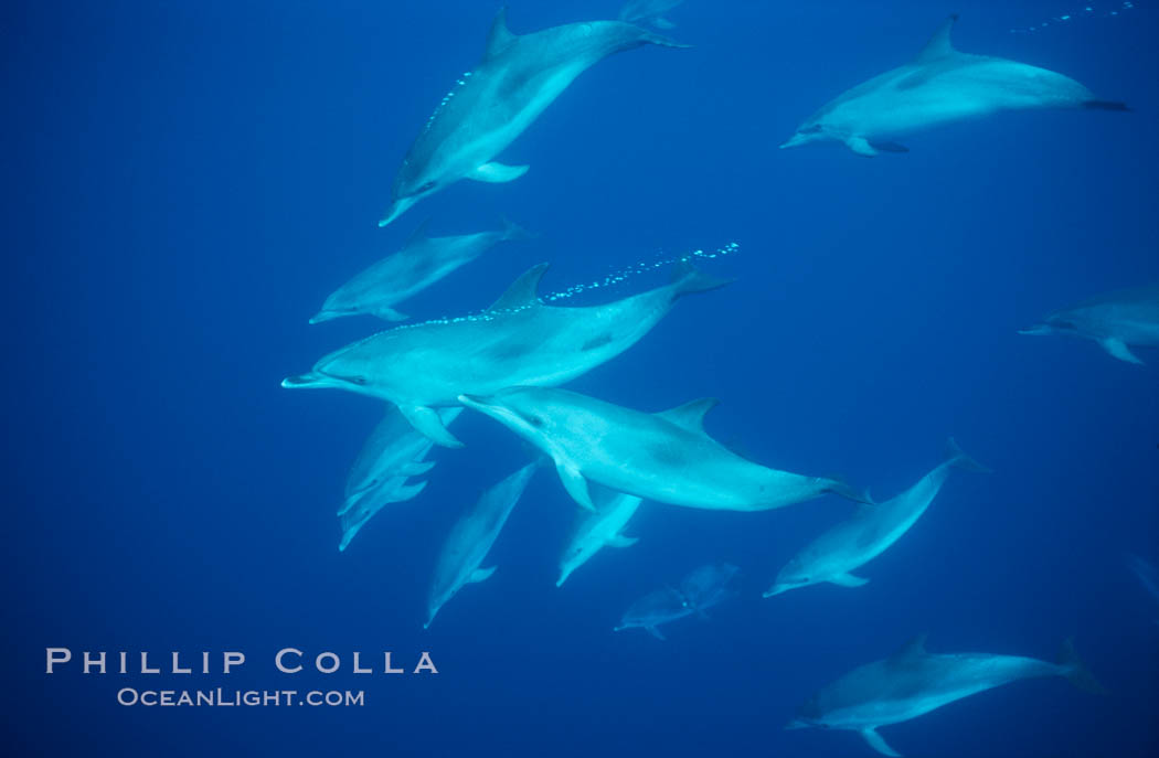 Atlantic spotted dolphin. Sao Miguel Island, Azores, Portugal, Stenella frontalis, natural history stock photograph, photo id 04977