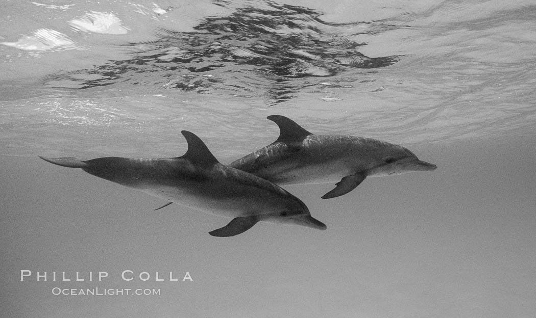 Atlantic spotted dolphin. Bahamas, Stenella frontalis, natural history stock photograph, photo id 06129