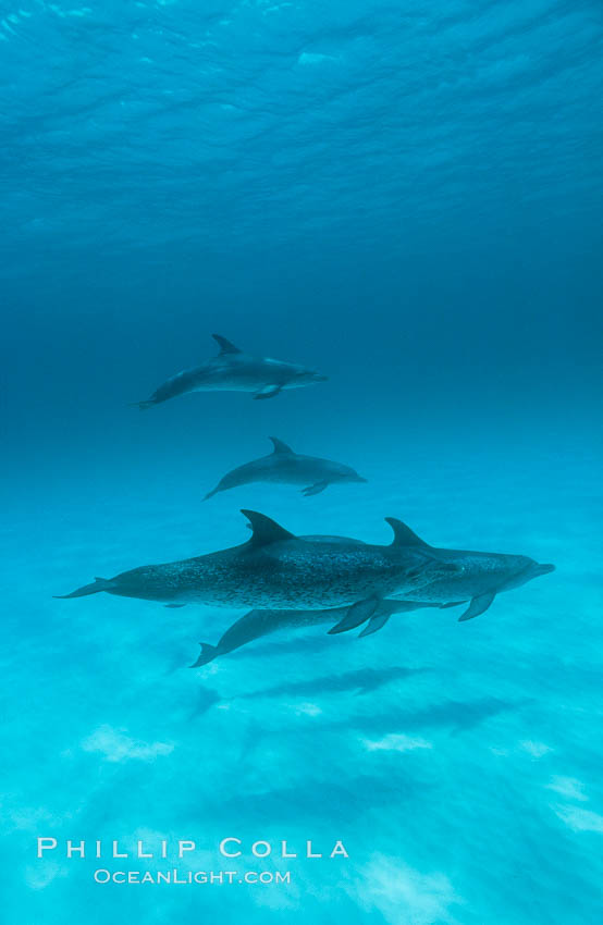 Atlantic spotted dolphin. Bahamas, Stenella frontalis, natural history stock photograph, photo id 19901