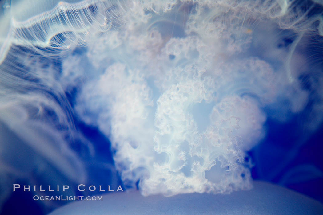 Moon jelly, a semi-translucent jellyfish, ocean drifter, pelagic  plankton., Aurelia aurita, natural history stock photograph, photo id 21542