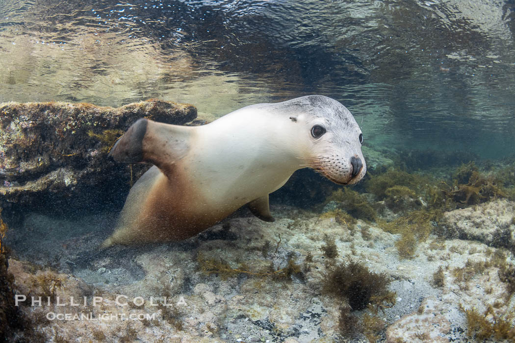 Australian Sea Lion Underwater, Grindal Island. Australian sea lions are the only endemic pinniped in Australia, and are found along the coastlines and islands of south and west Australia. South Australia, Neophoca cinearea, natural history stock photograph, photo id 39160