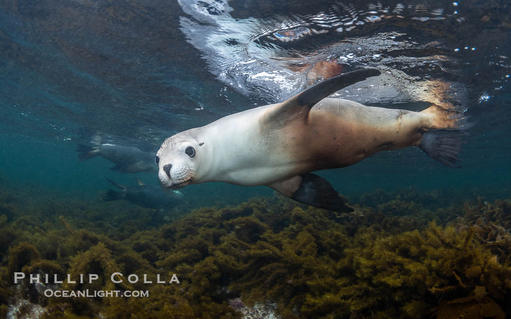 Australian Sea Lion Underwater, Grindal Island. Australian sea lions are the only endemic pinniped in Australia, and are found along the coastlines and islands of south and west Australia. South Australia, Neophoca cinearea, natural history stock photograph, photo id 39172