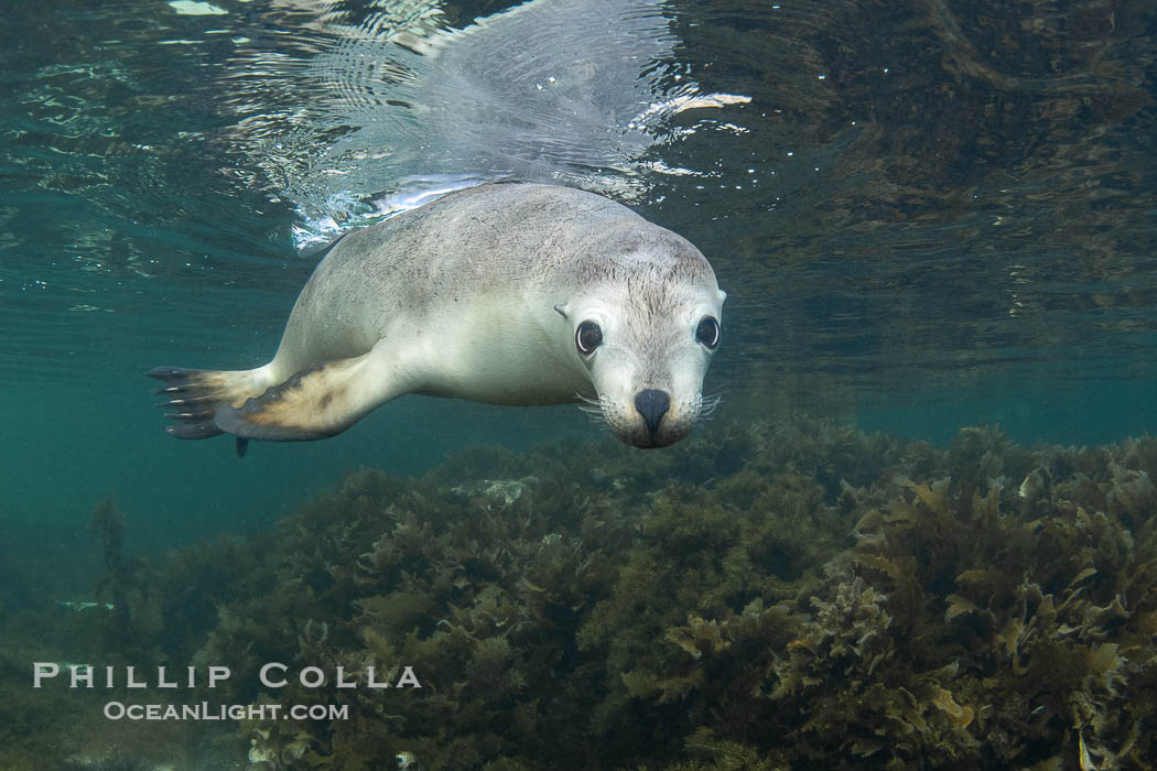 Australian Sea Lion Underwater, Grindal Island. Australian sea lions are the only endemic pinniped in Australia, and are found along the coastlines and islands of south and west Australia. South Australia, Neophoca cinearea, natural history stock photograph, photo id 39167