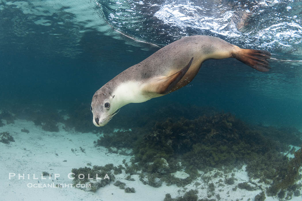 Australian Sea Lion Underwater, Grindal Island. Australian sea lions are the only endemic pinniped in Australia, and are found along the coastlines and islands of south and west Australia. South Australia, Neophoca cinearea, natural history stock photograph, photo id 39169