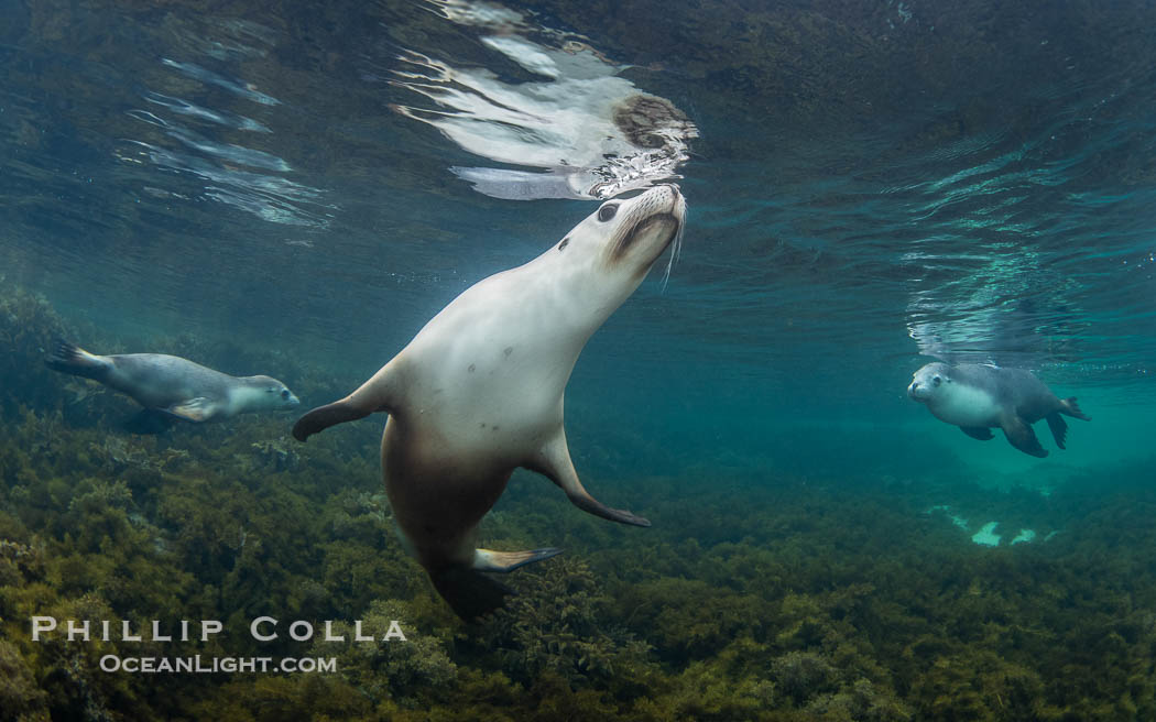Australian Sea Lion Underwater, Grindal Island. Australian sea lions are the only endemic pinniped in Australia, and are found along the coastlines and islands of south and west Australia. South Australia, Neophoca cinearea, natural history stock photograph, photo id 39181