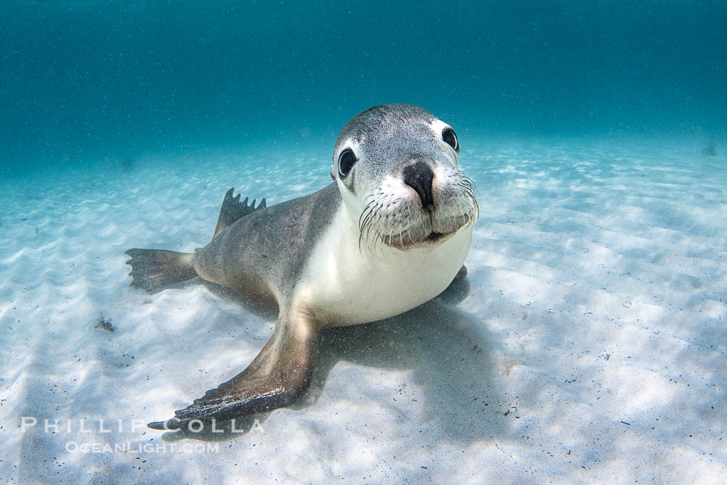 Australian Sea Lion Underwater, Grindal Island. Australian sea lions are the only endemic pinniped in Australia, and are found along the coastlines and islands of south and west Australia. South Australia, Neophoca cinearea, natural history stock photograph, photo id 39189