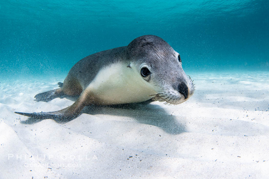 Australian Sea Lion Underwater, Grindal Island. Australian sea lions are the only endemic pinniped in Australia, and are found along the coastlines and islands of south and west Australia. South Australia, Neophoca cinearea, natural history stock photograph, photo id 39197